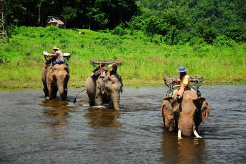 Elephant Trekking