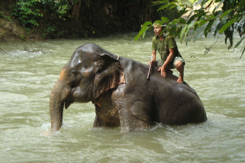 Phang Nga Elephant Trekking