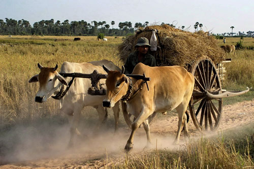 Cambodia Ox Cart